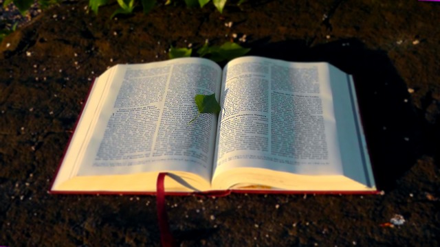 The bible 138977