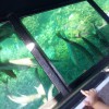 Glass Bottom Boat 2.jpg