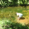 River weeds a composting materials in Fiji Highlands