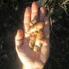 Turmeric and Ginger grow wild everywhere free for the taking. Wild crafted Turmeric Fiji Highlands