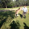 Boxing Kangaroo with Jordan Chapman